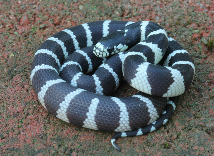 California Kingsnake